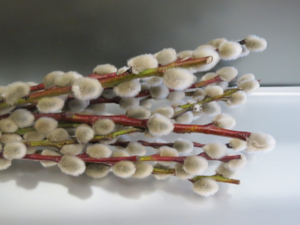 Wielkanocne bazie w Komandor